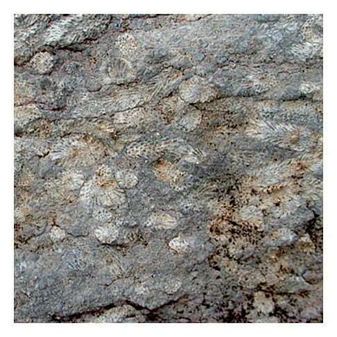 Carbonate rocks