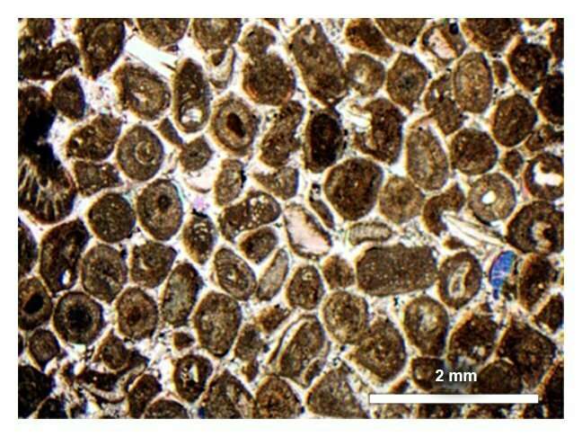 Limestone porosity