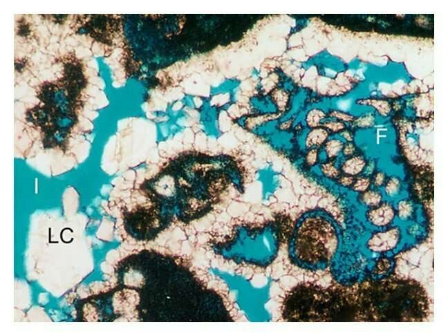 Thin section of carbonate rock